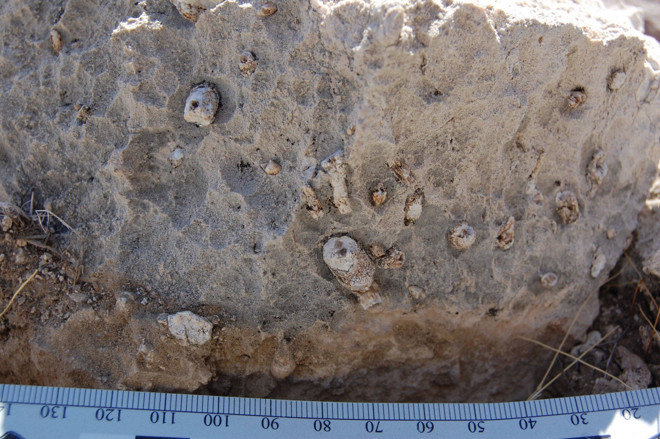 Figure 10. A photo of a block of rock with several cylindrical fossils weathering from it in relief. A scale bar shows that the fossils are up to about a centimeter (0.4 inches) across.