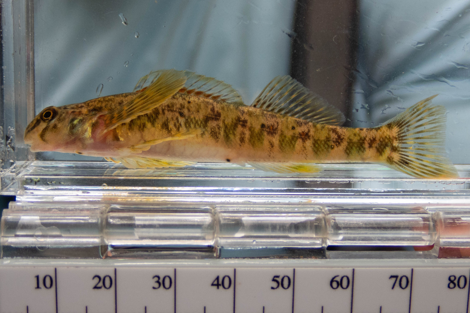Etheostoma blennioides (greenside darter) - full body, large adult