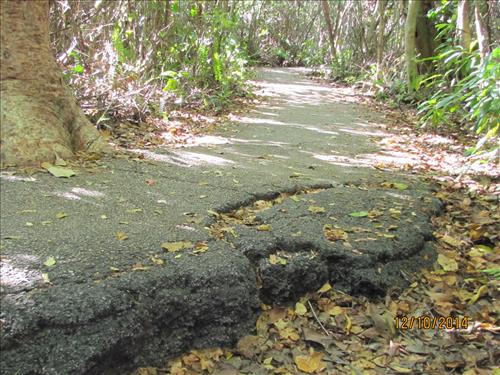 Gumbo Limbo Trail Dec 2014 01