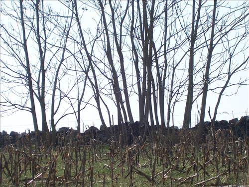 Clear vegetation from battlelines, viewsheds and eathworks Antietam NB Sharpsburg MD