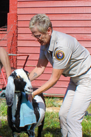 Volunteer washing a goat