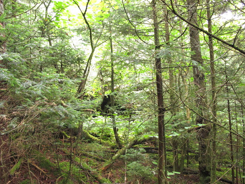 GRSM Accuracy Assessment. Plot Code: GRSM_AA_0280_6