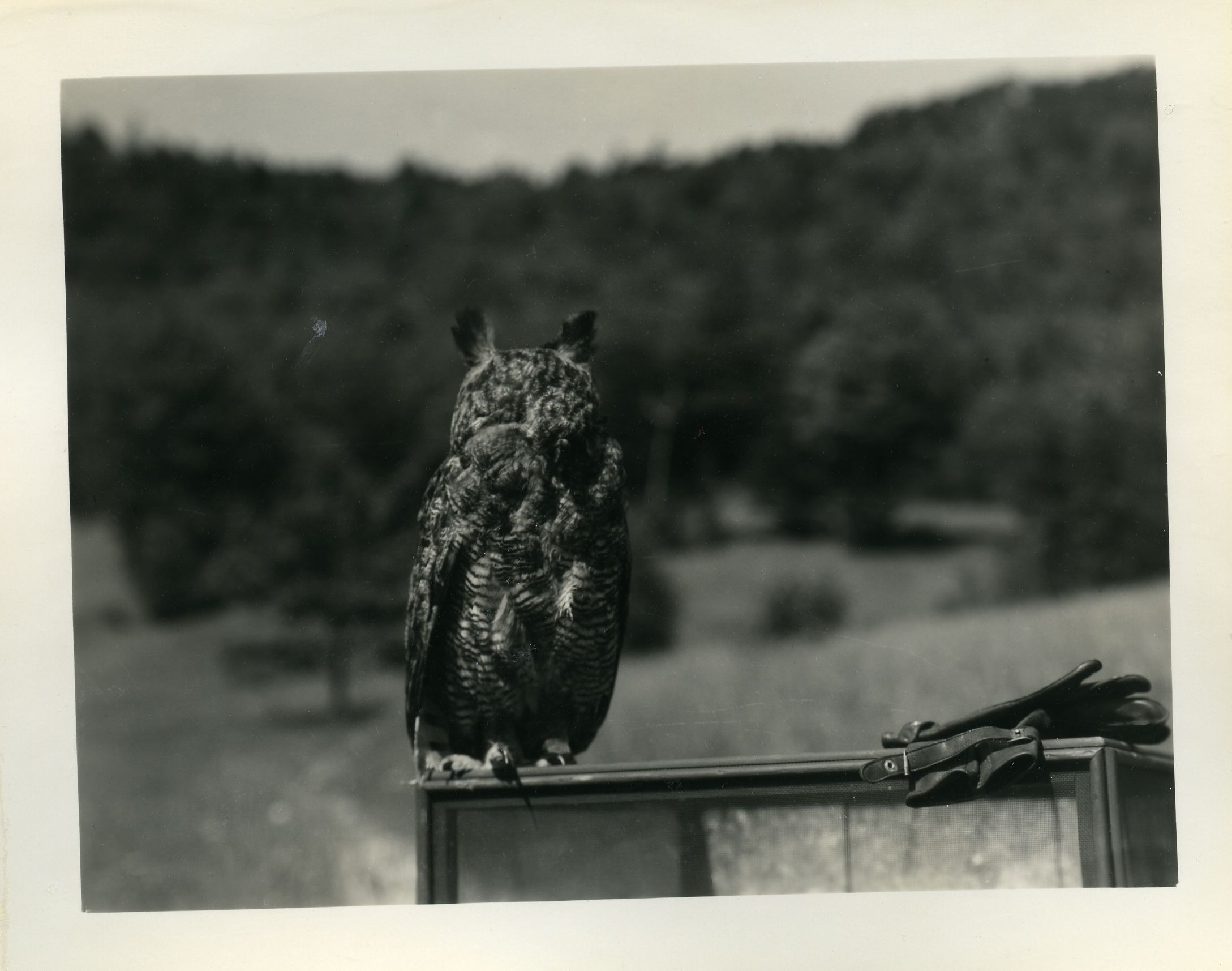 GREAT HORNED OWL (CAPTIVE)