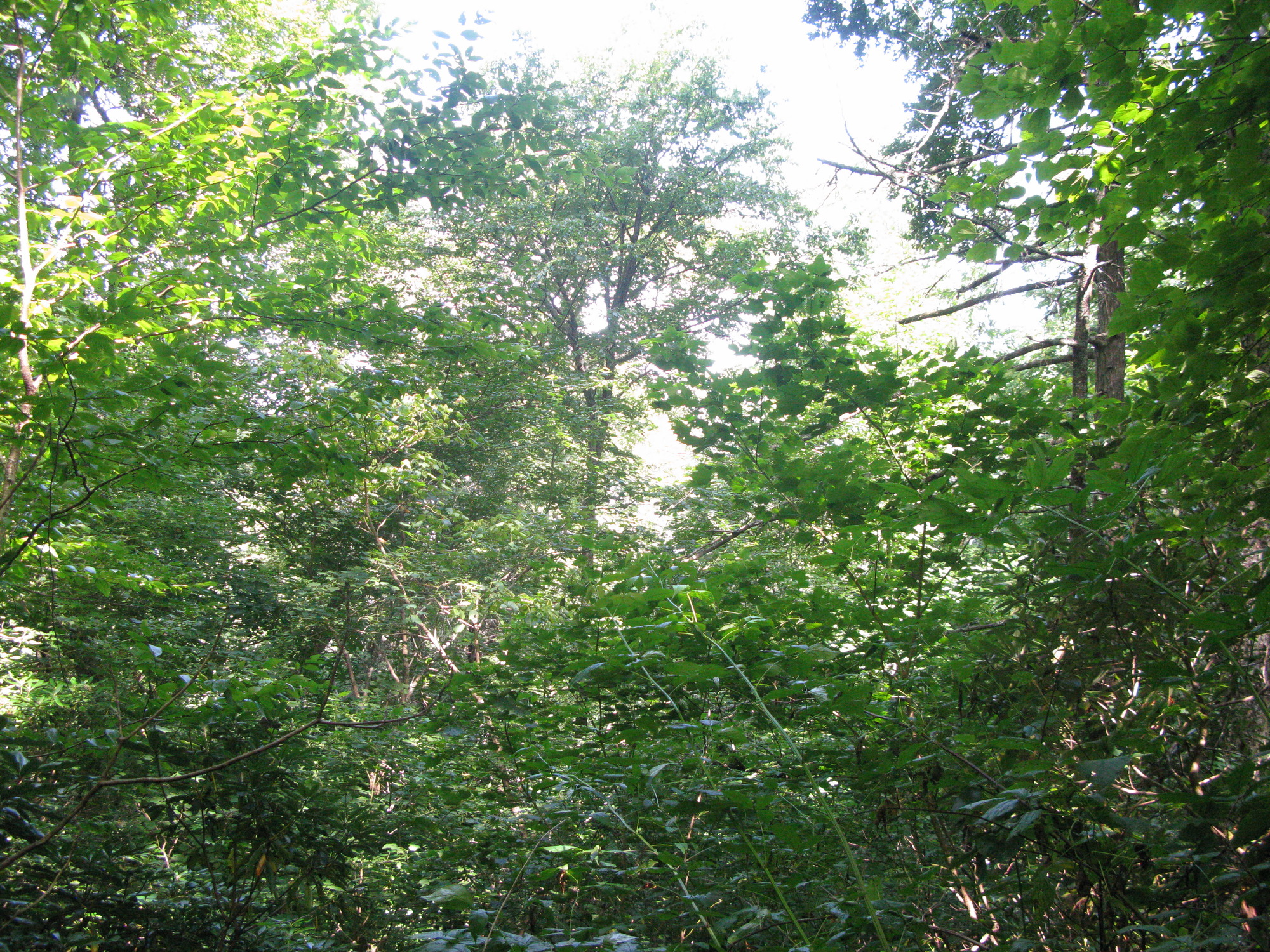 GRSM Accuracy Assessment. Plot Code: GRSM_AA_0454_2