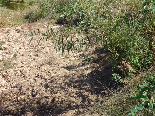 Feral Hog Damage At Big Creek and Sanders Field, Buffalo National River