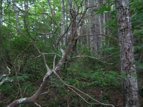 GRSM Accuracy Assessment. Plot Code: GRSM_AA_0459_5