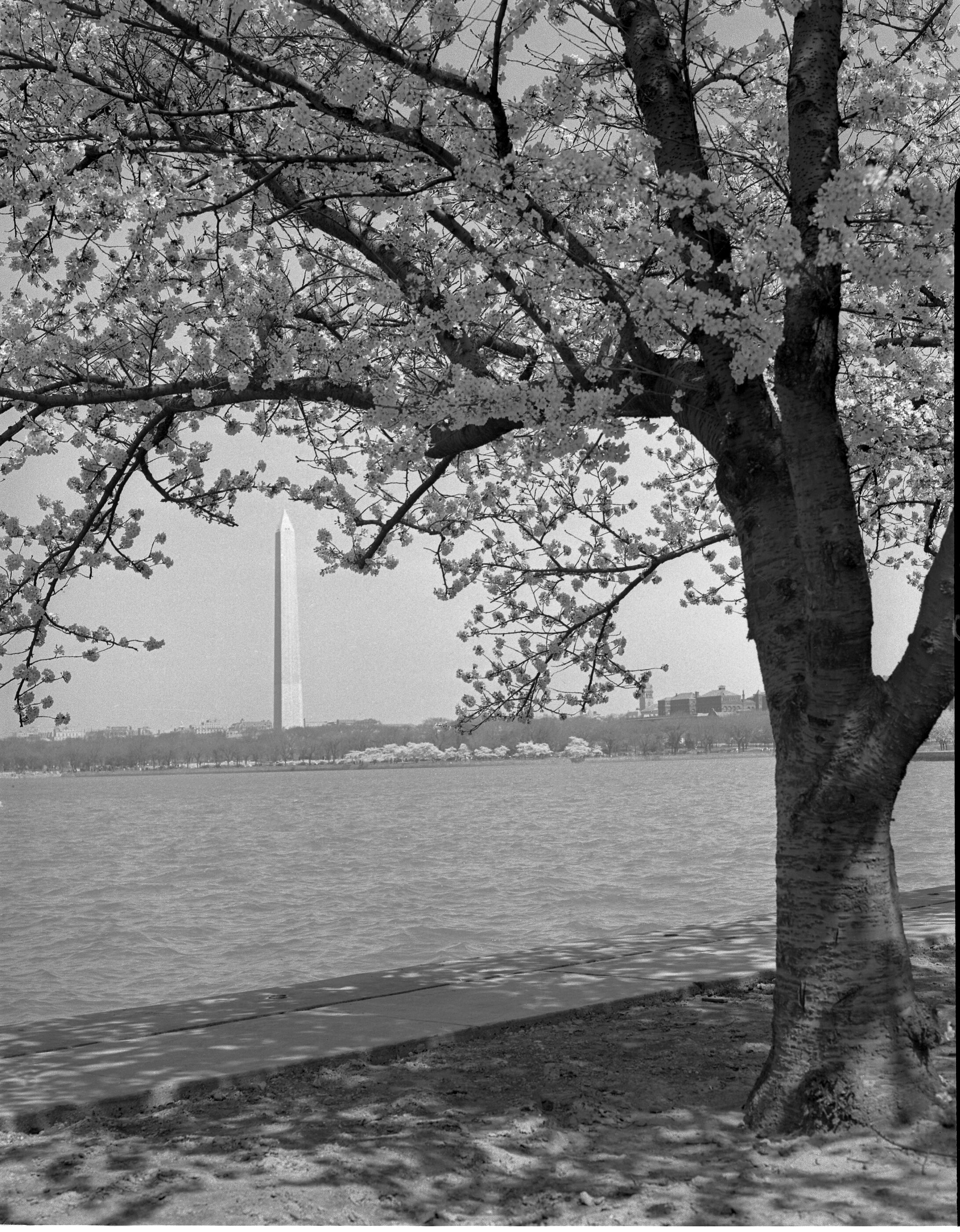 Washington D.C. Cherry Blossoms, 1944