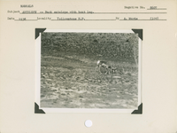hfca_1607_iva_013_10_009_8607a_a. Mammals, Antelope [Pronghorn] -- Buck antelope [pronghorn] with bent leg.. Locality: Gardiner, Yellowstone National Park. Negative #: 8607. [The more specific date comes from the reverse of the envelope for this negative number]