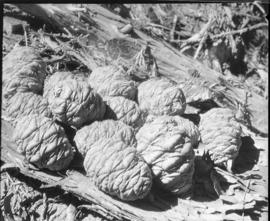 Crescent Meadow, Sequoia Park