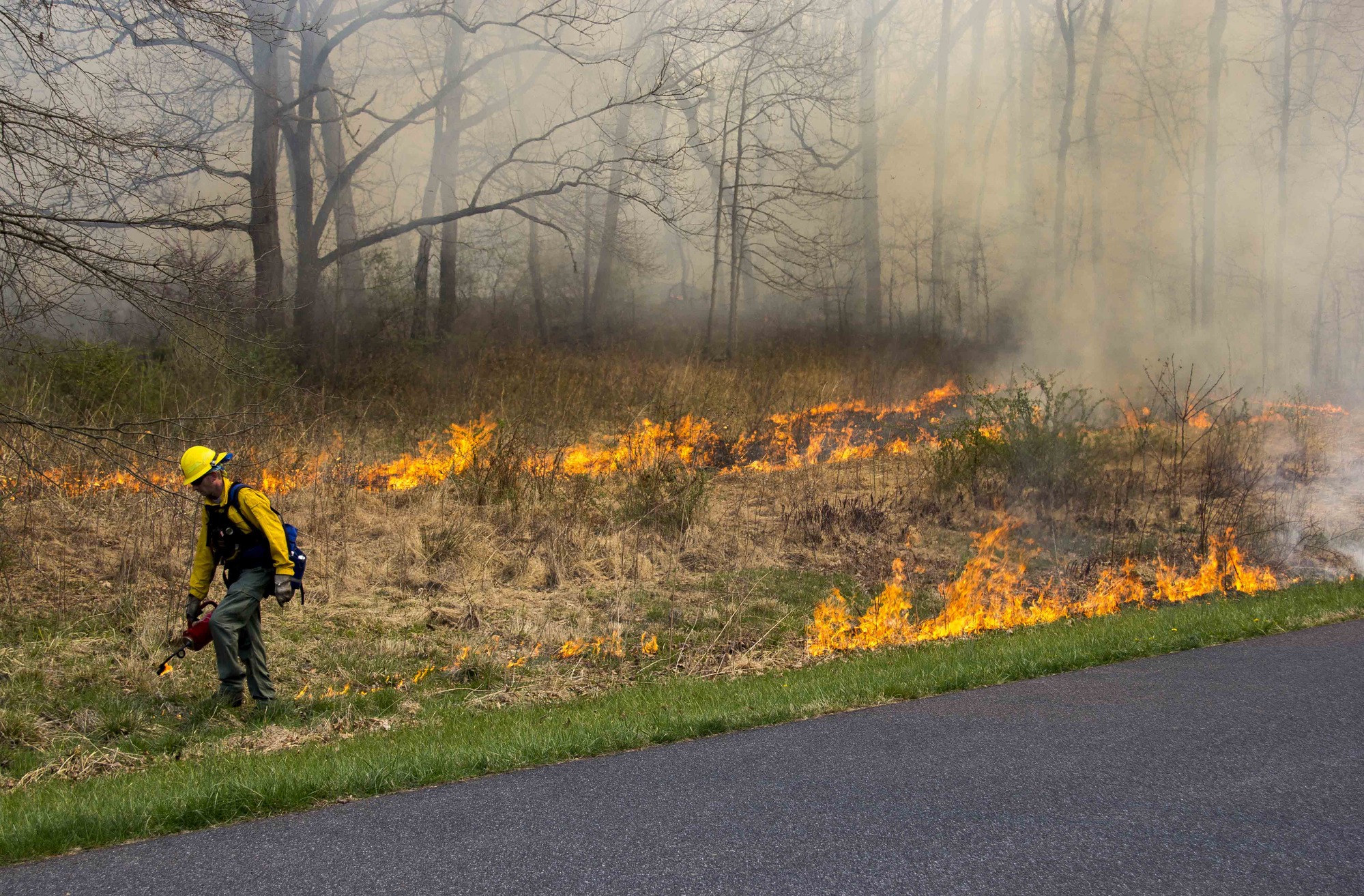 A crew member uses a drip torch to light the prescribed burn area. He is walking off to the left. Fire is present in a line behind where he is walking. Smoke rises as the flames burn the brush. 