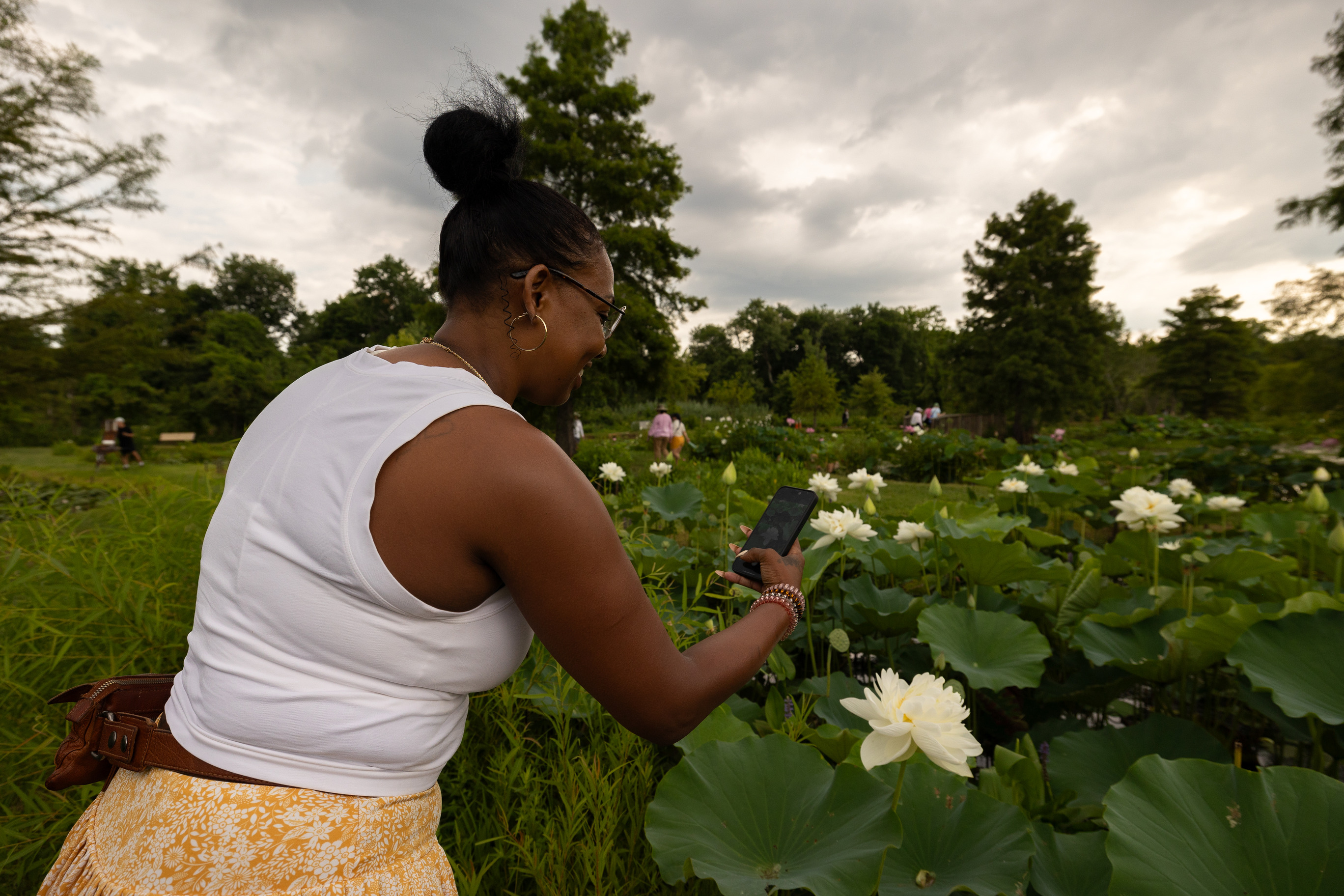 A women takes a photo of a lotus flower