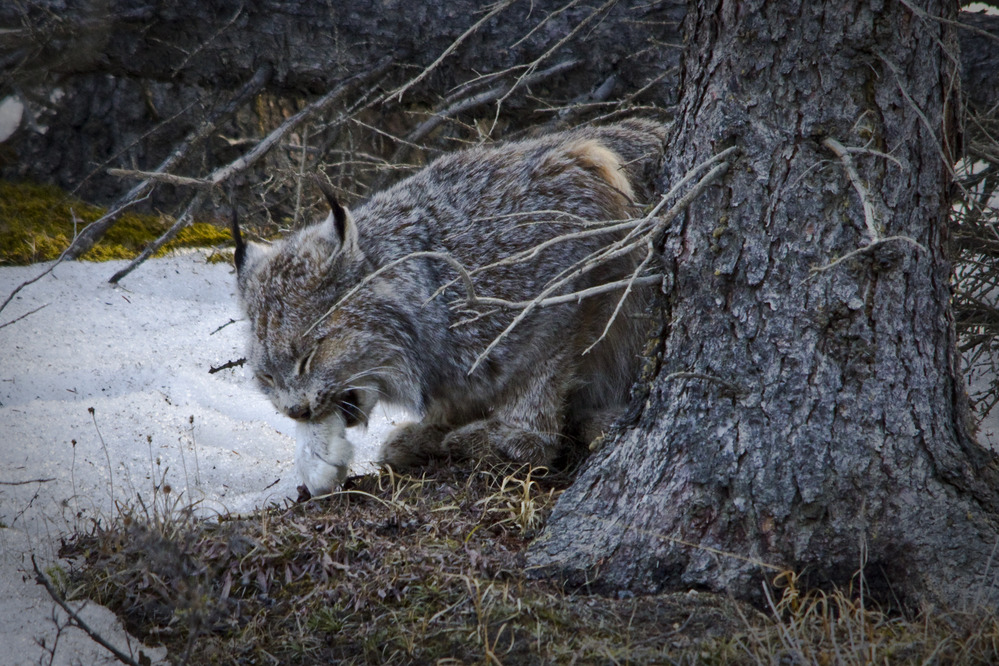 a lynx with a piece of white fur in its mouth