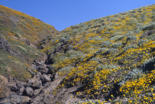 Santa Barbara Island Springtime