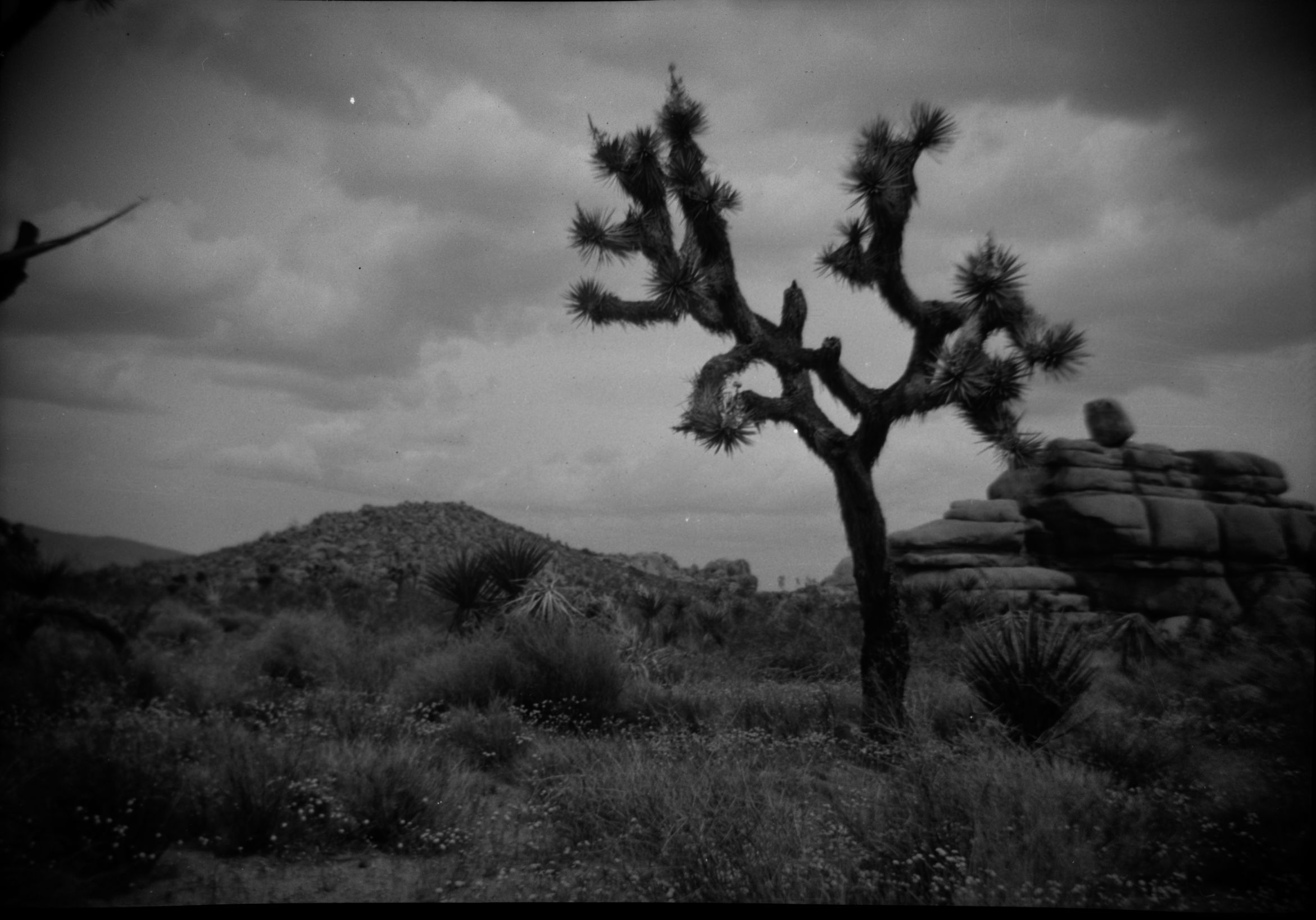 SEKI Roberts Collection Series: 2 Negatives; 10 Outside of the Park