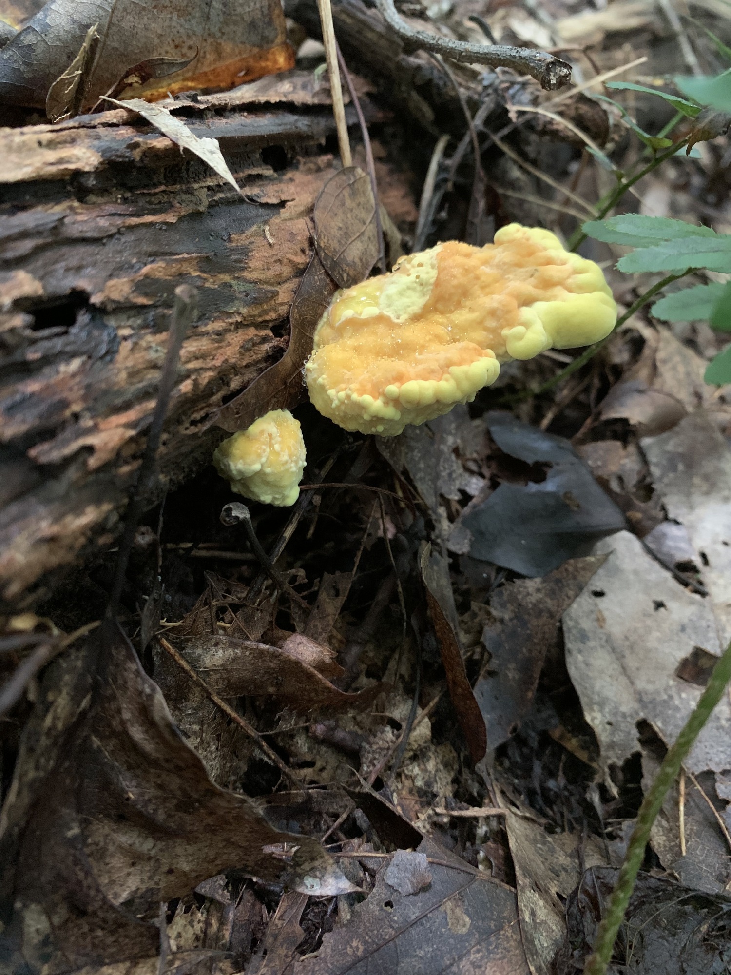A yellow and orange shelf like mushroom growing from the side of a log. 