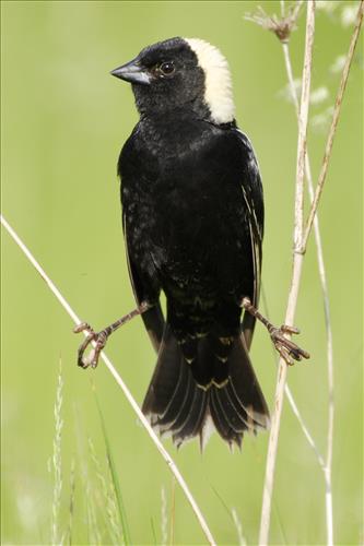 Bobolink in Cuyahoga Valley National Park