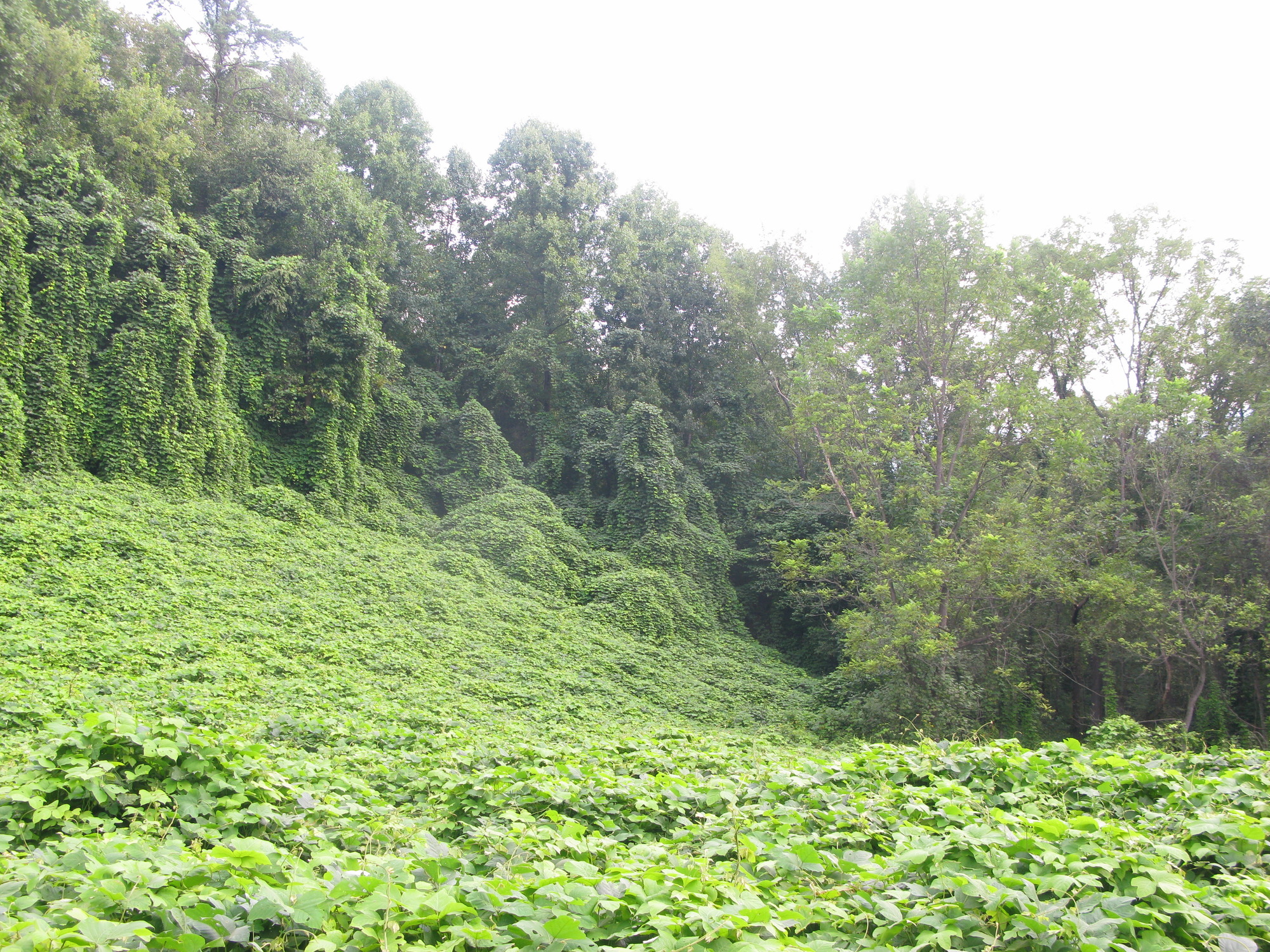 GRSM Accuracy Assessment. Plot Code: GRSM_AA_0347_6