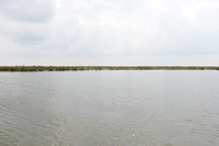 A wide view of the Louisiana coastline, with a cloudy sky, marshland on the horizon, and grey waters.