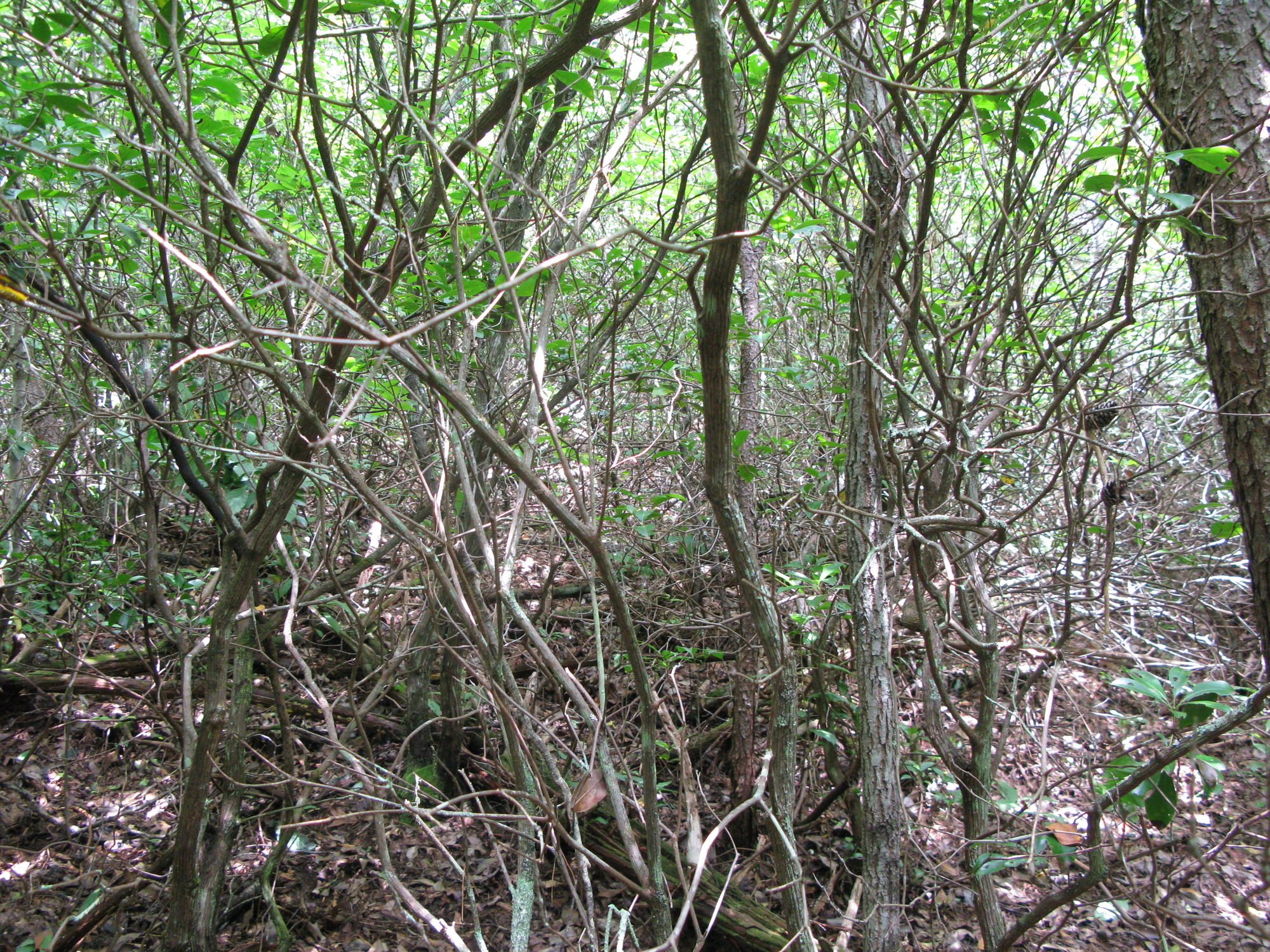 GRSM Accuracy Assessment. Plot Code: GRSM_AA_0383_2