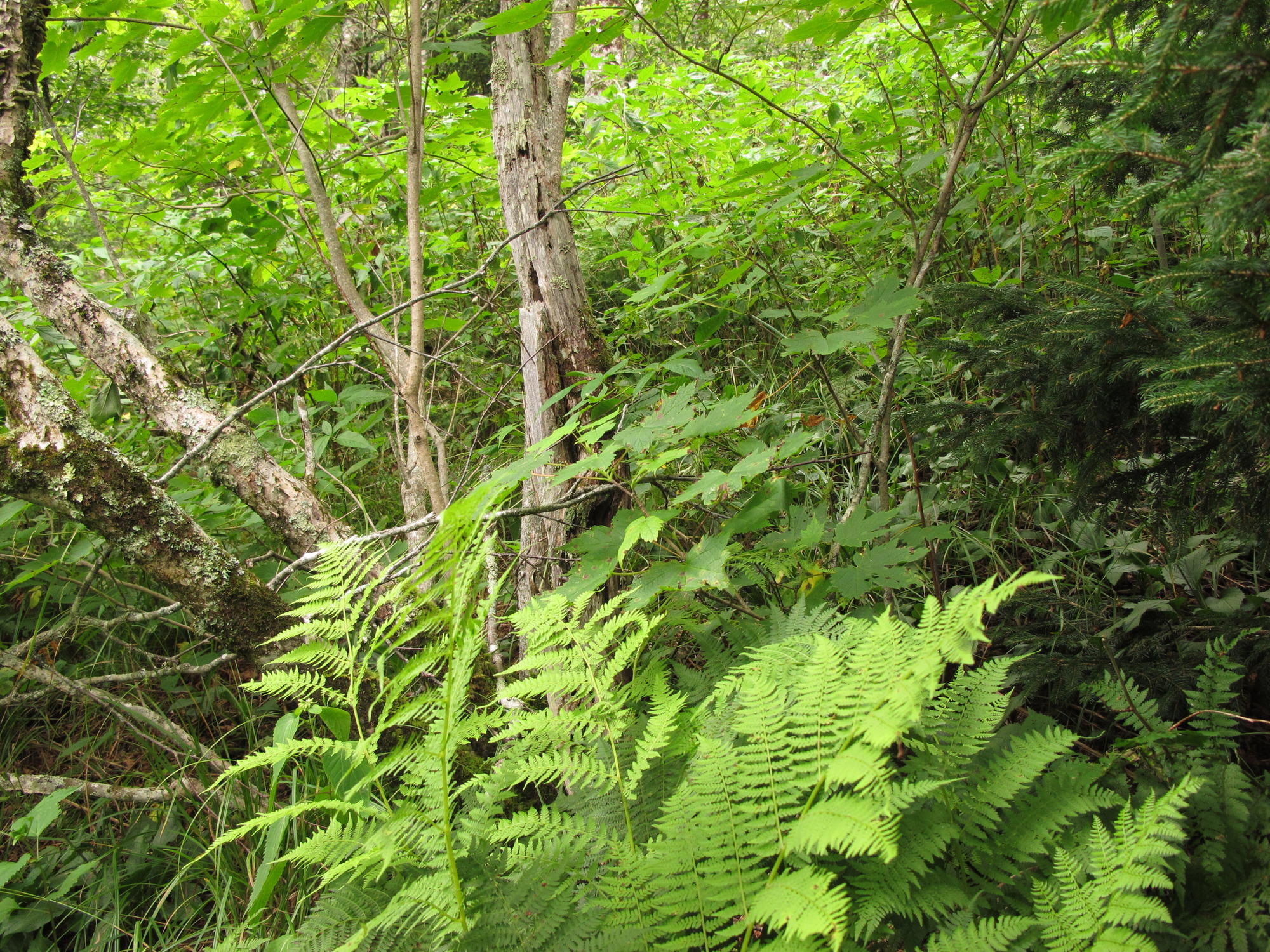 Plot Code: GRSM_AA_0529_5