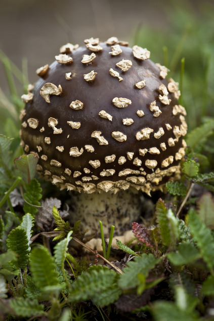small brown mushroom with numerous little tanraised bumps