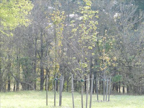 Monocacy NB Tree Replacement