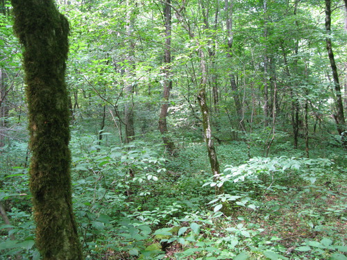 GRSM Accuracy Assessment. Plot Code: GRSM_AA_0849_6