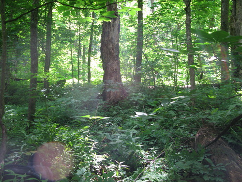 GRSM Accuracy Assessment. Plot Code: GRSM_AA_0643