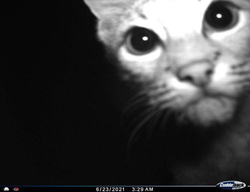 Closeup of cat's face as it checks out wildlife camera