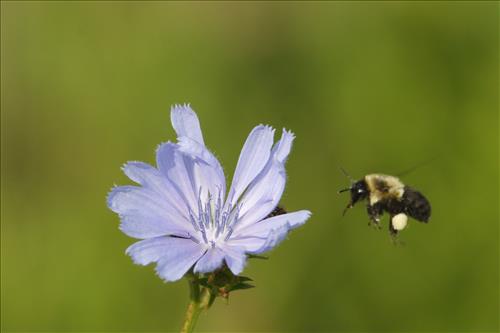Mining bees in Cuyahoga Valley National Park
