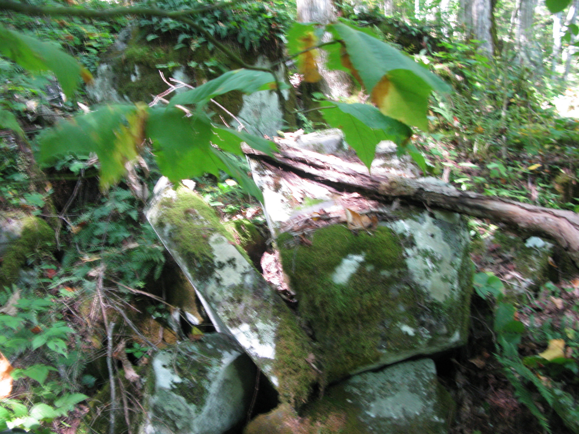 GRSM Accuracy Assessment. Plot Code: GRSM_AA_0137_5