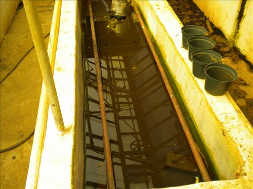Pre-construction conditions of Aquatic Gardens Historic Greenhouses 1, 2, and 3 in October 2010