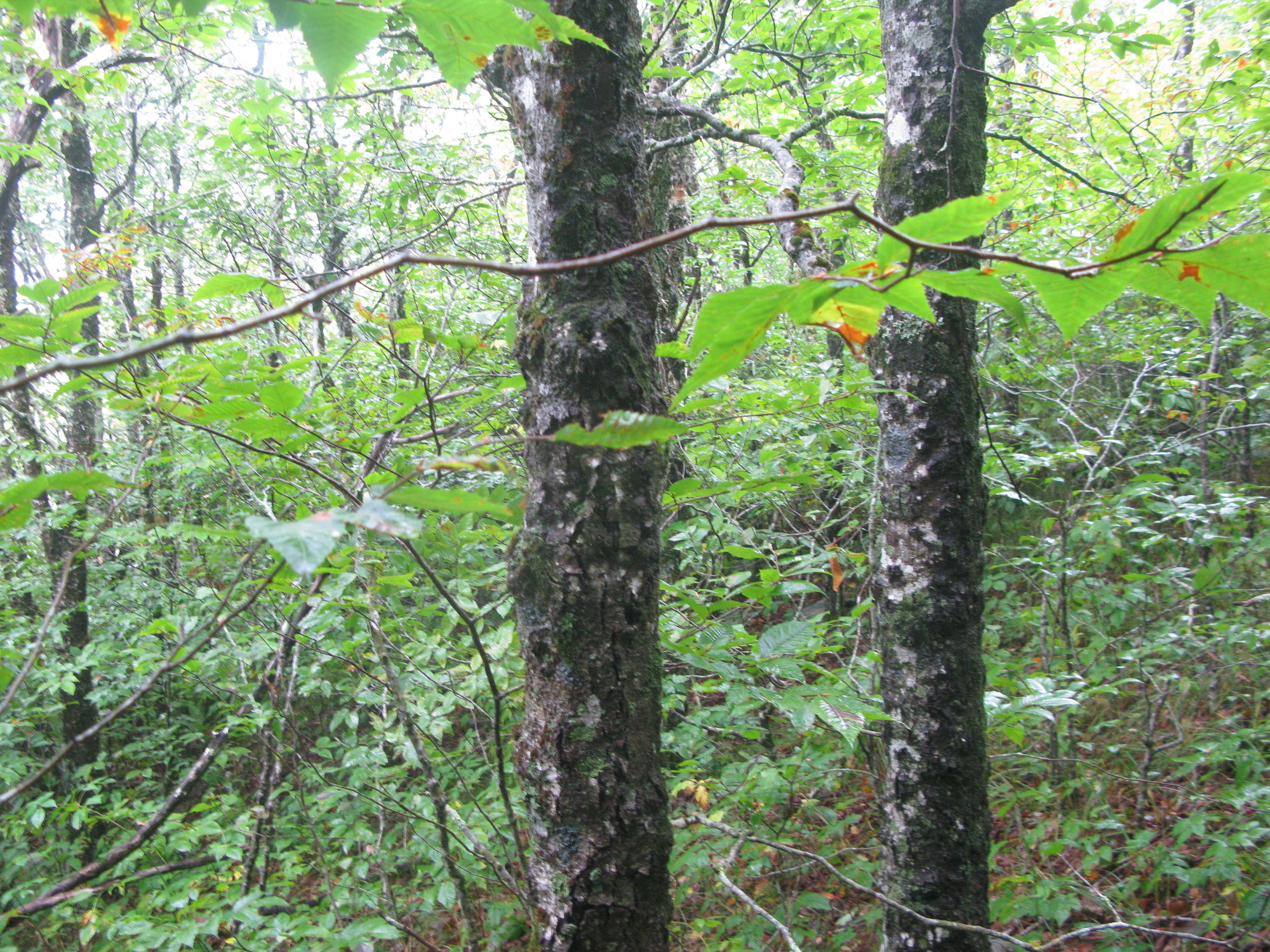 GRSM Accuracy Assessment. Plot Code: GRSM_AA_0508_5