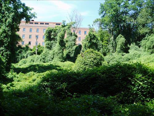 Exotic plant problems at Dumbarton Oaks - 07-22-07