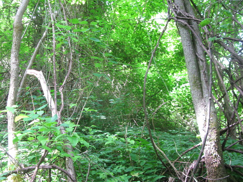 GRSM Accuracy Assessment. Plot Code: GRSM_AA_0735_5