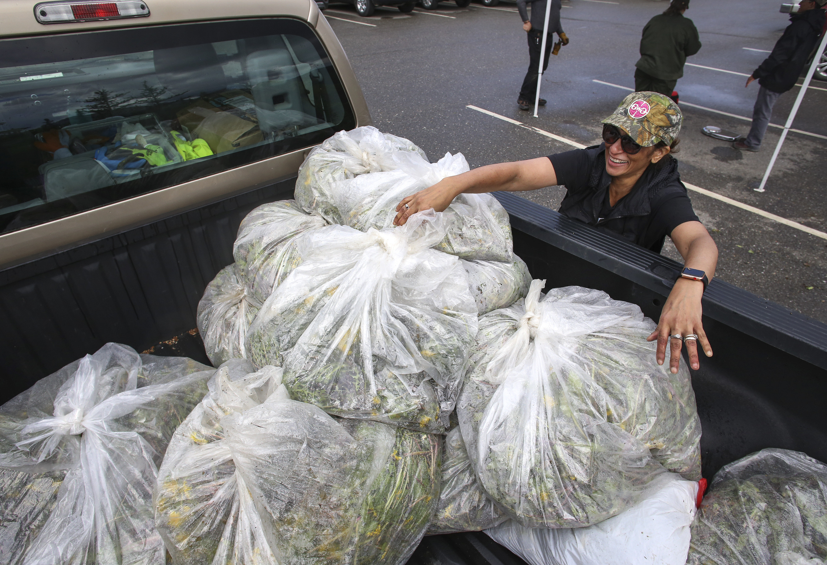 a volunteer throws large bags of dandelions into the back of a pick up truck