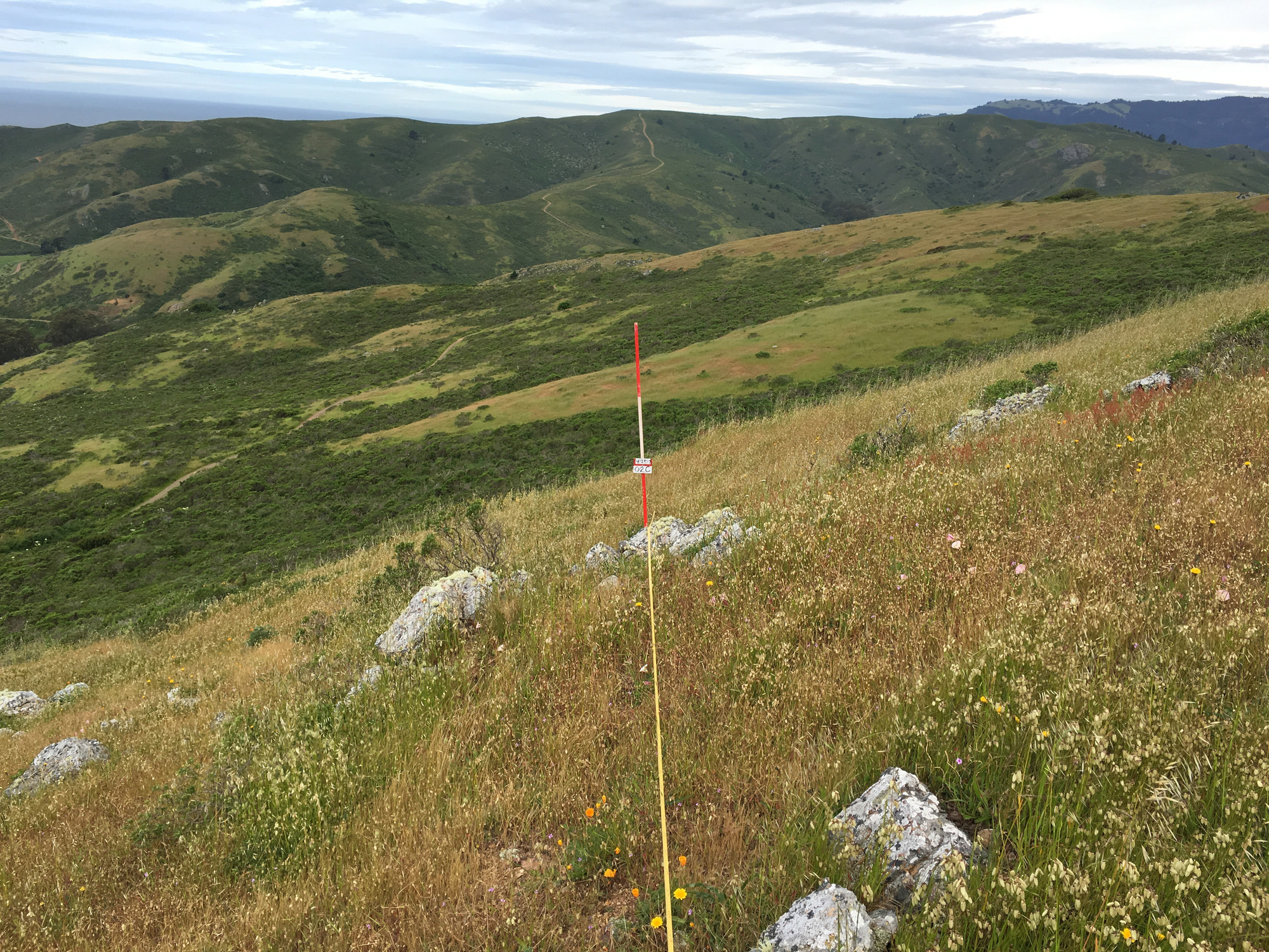 Eye-level view from the center point of a plant community monitoring plot