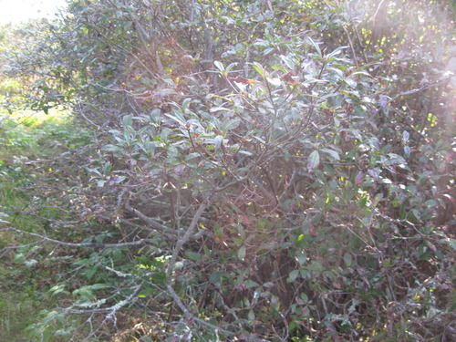 GRSM Accuracy Assessment. Plot Code: GRSM_AA_0310_3