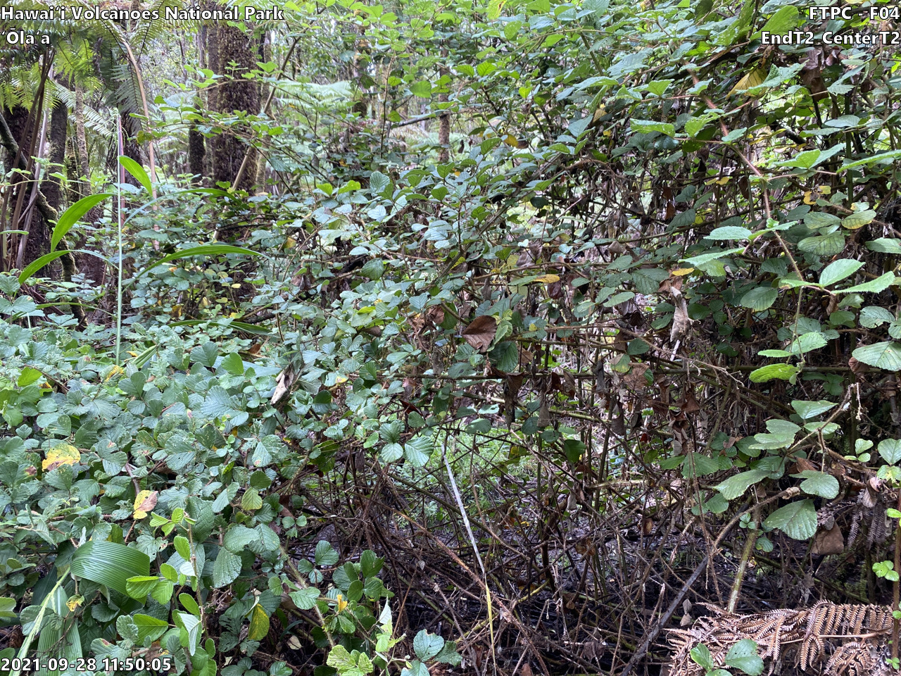 Eye-level view of plant community at monitoring site