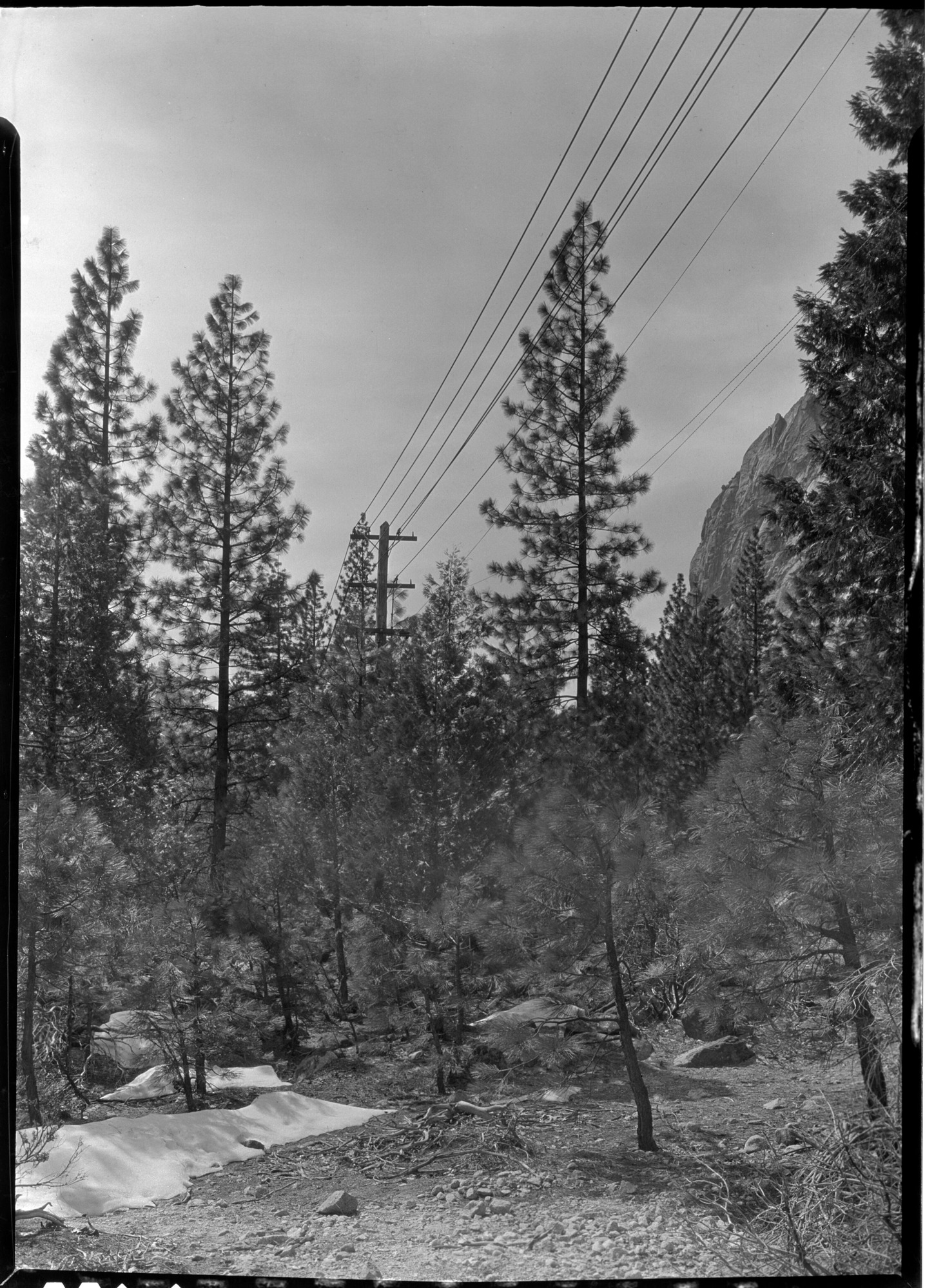 Concealed Power Line Pole near Yosemite Lodge