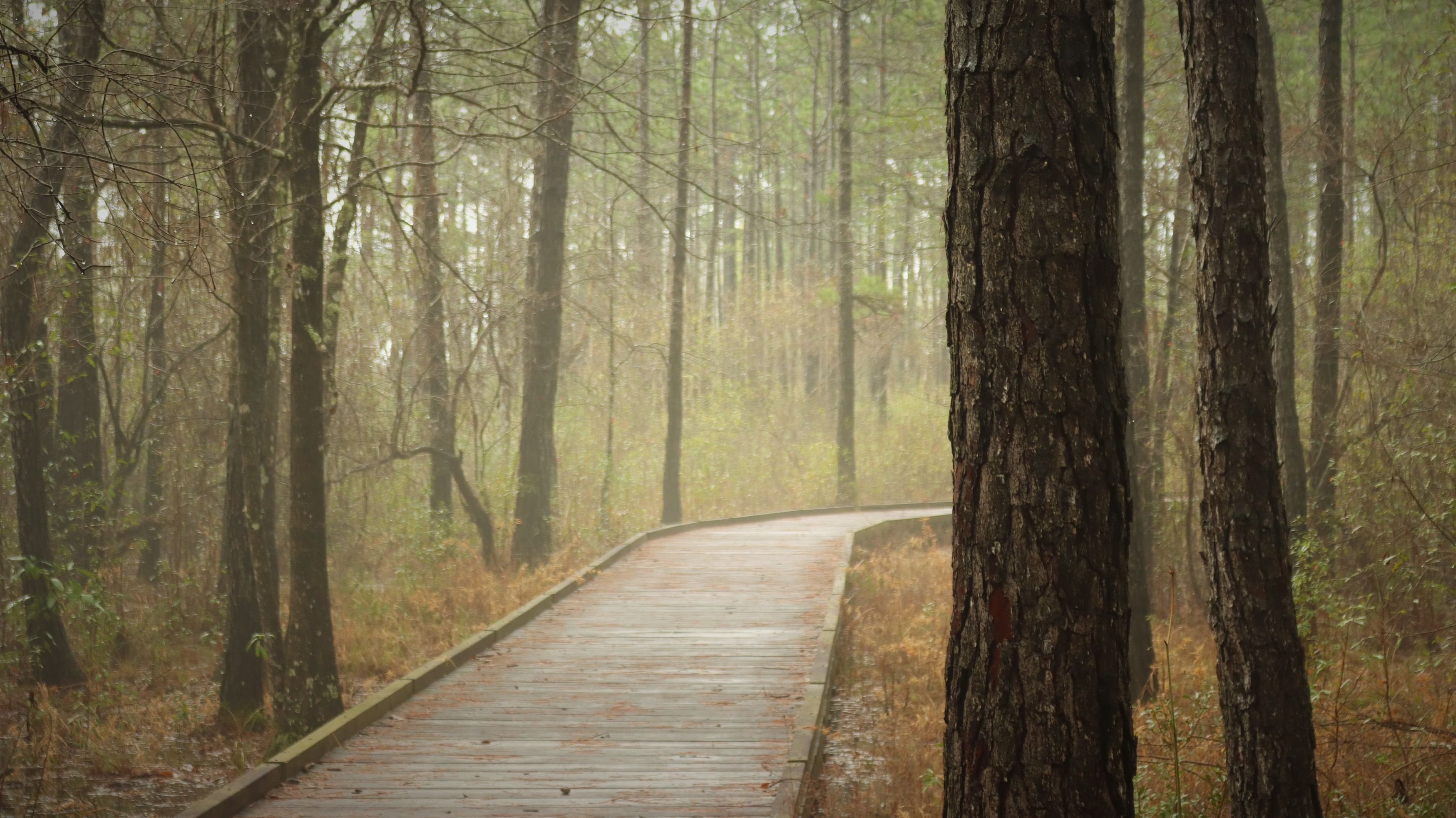 A thin mist hovers in the air above a wooden boardwalk that leads through a forest