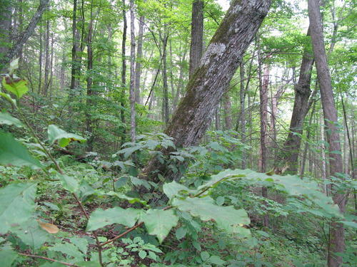 GRSM Accuracy Assessment. Plot Code: GRSM_AA_0262_2