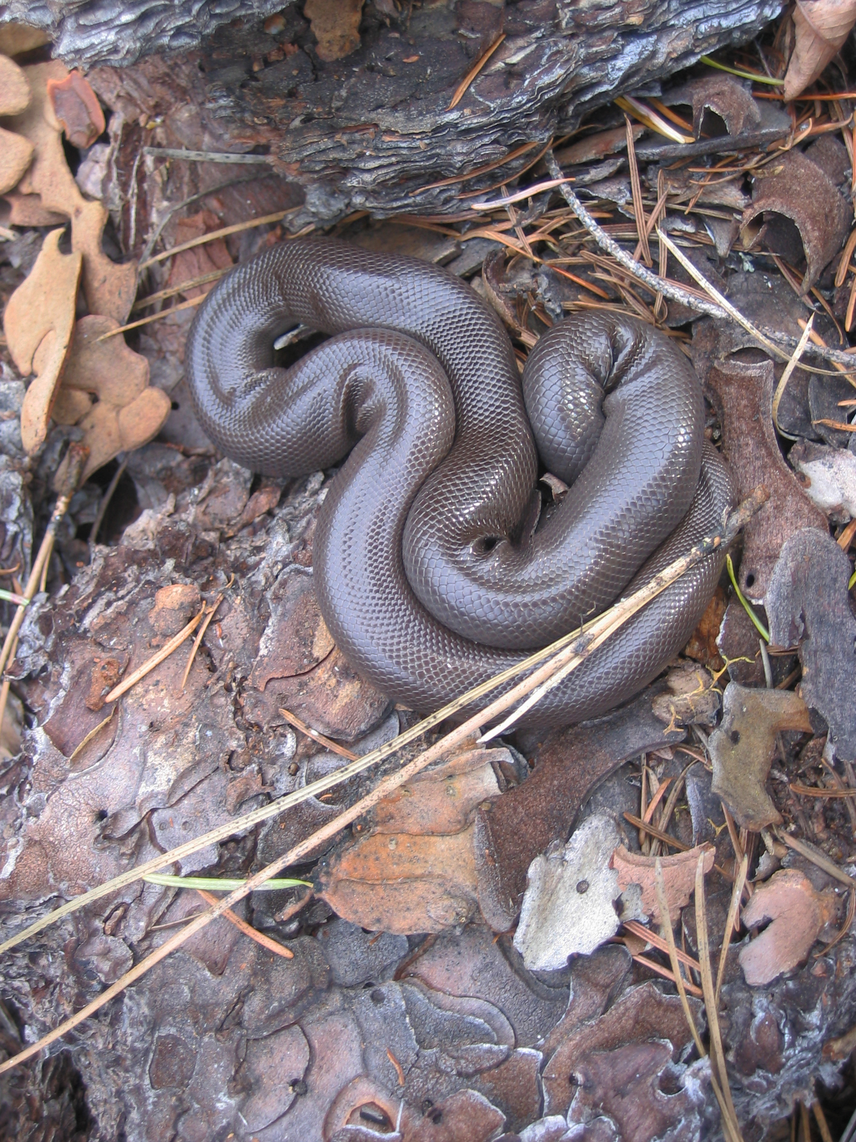 A shiny dark brown snake sits curled up on itself.