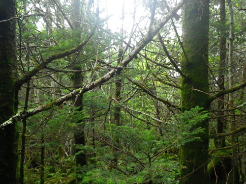 Plot Code: GRSM_AA_0658_3