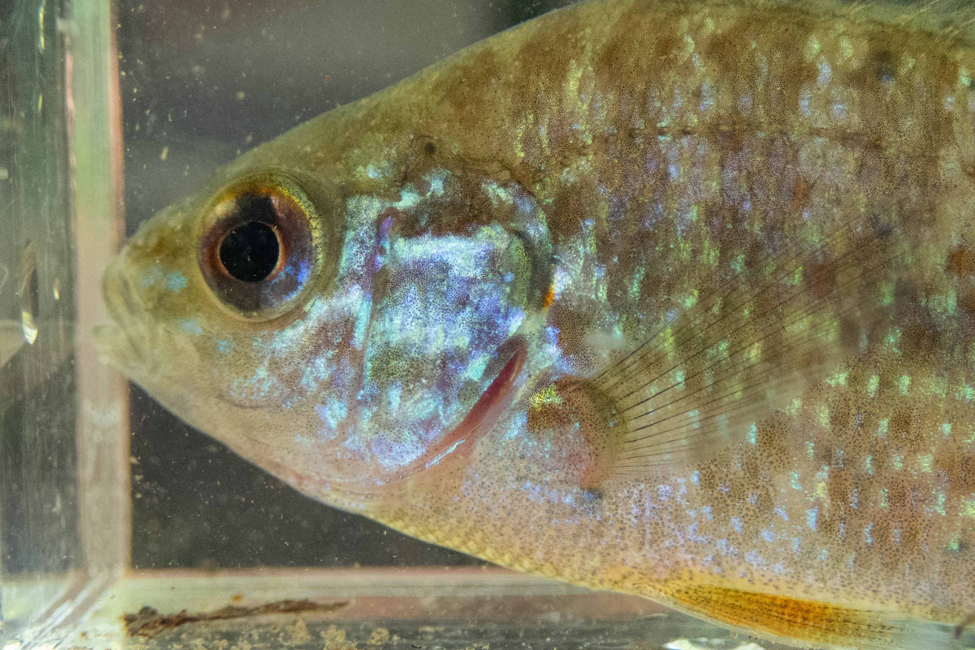 Lepomis gibossus (pumpkinseed) - head and opercle, juvenile