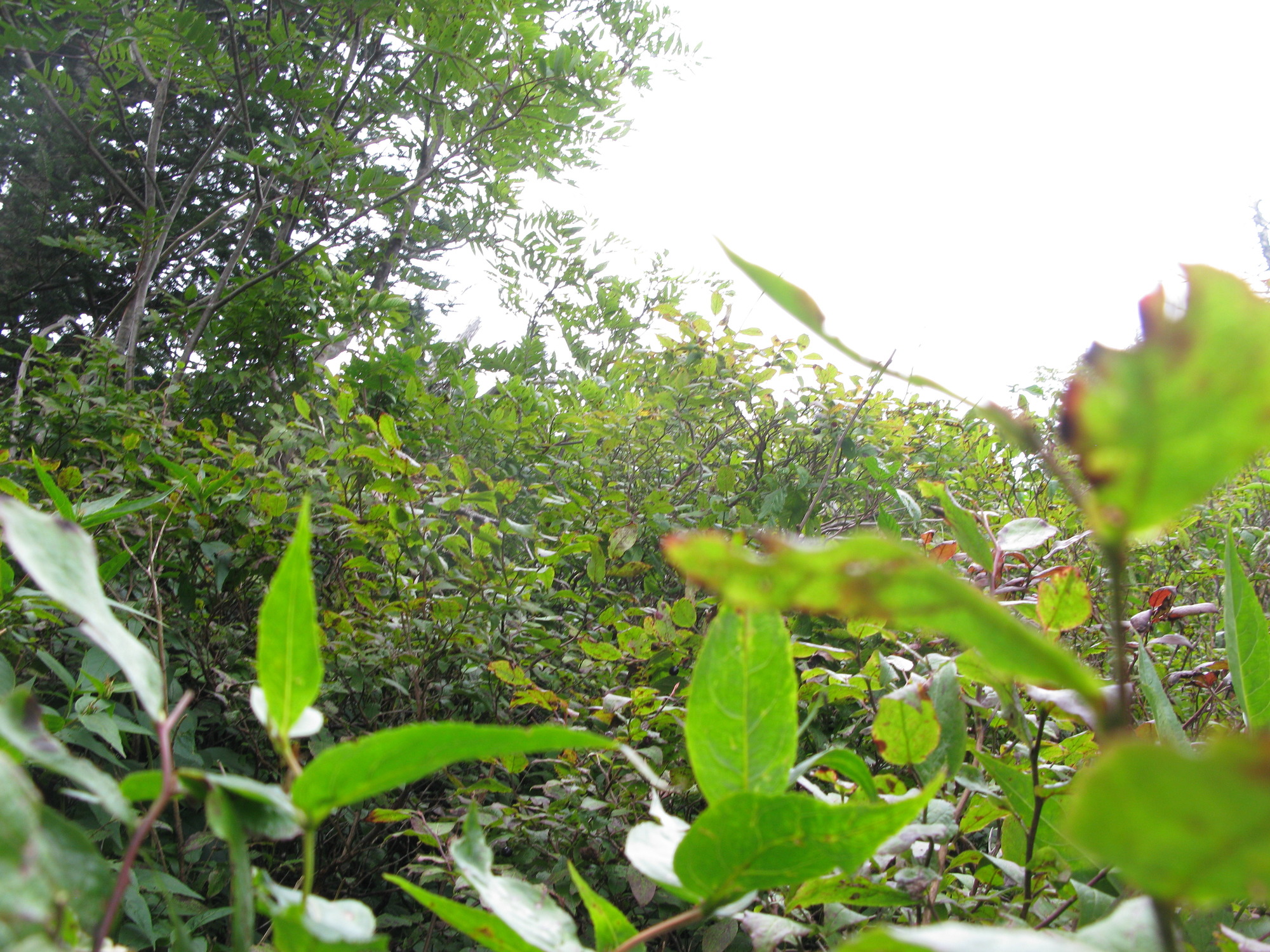 GRSM Accuracy Assessment. Plot Code: GRSM_AA_0322_2