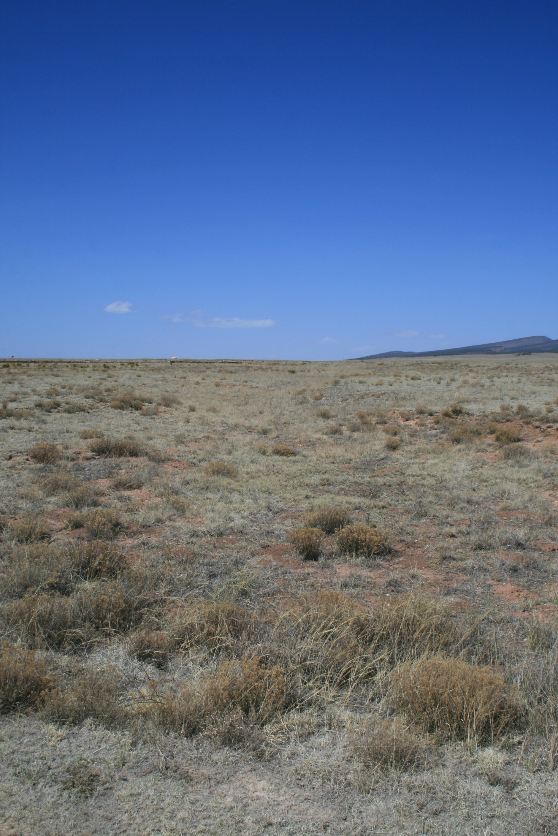 Prairie landscape with blue skies.