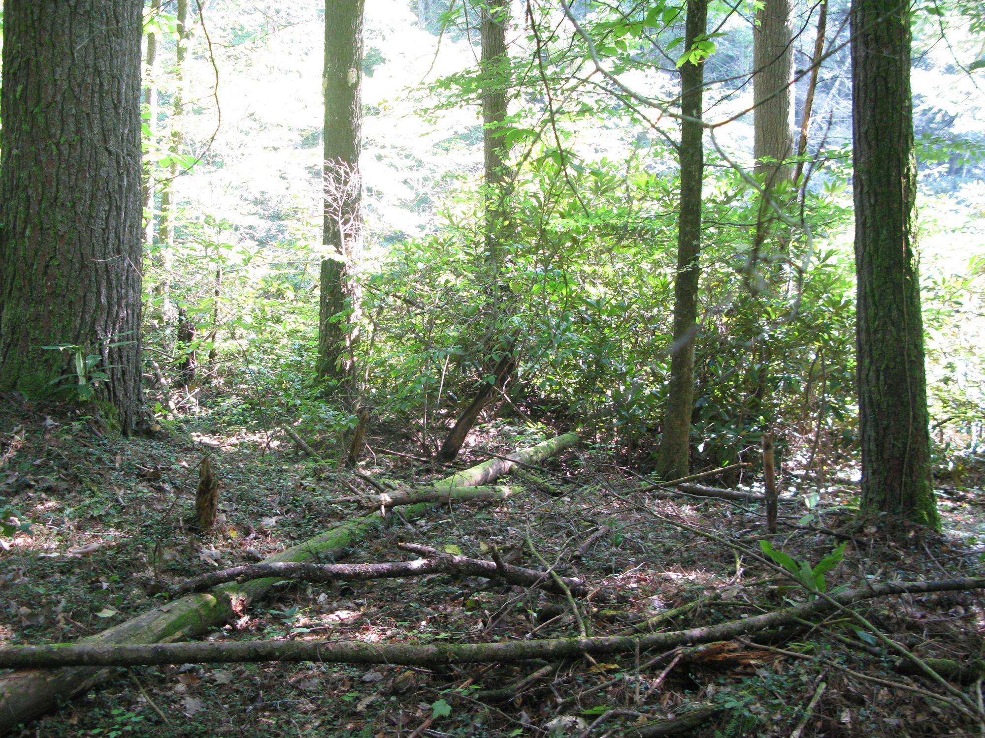 GRSM Accuracy Assessment. Plot Code: GRSM_AA_0512_3