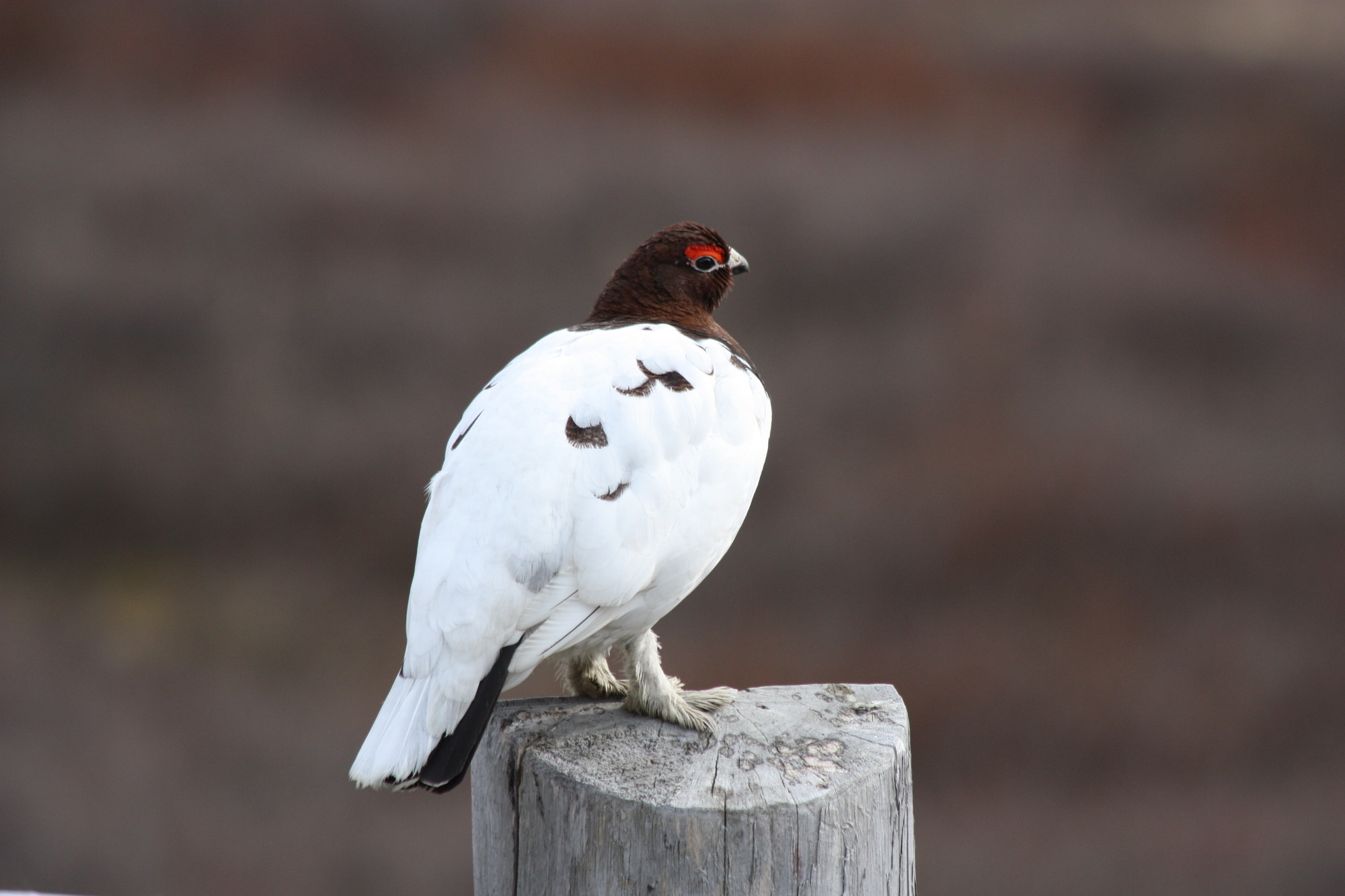 A ptarmigan 