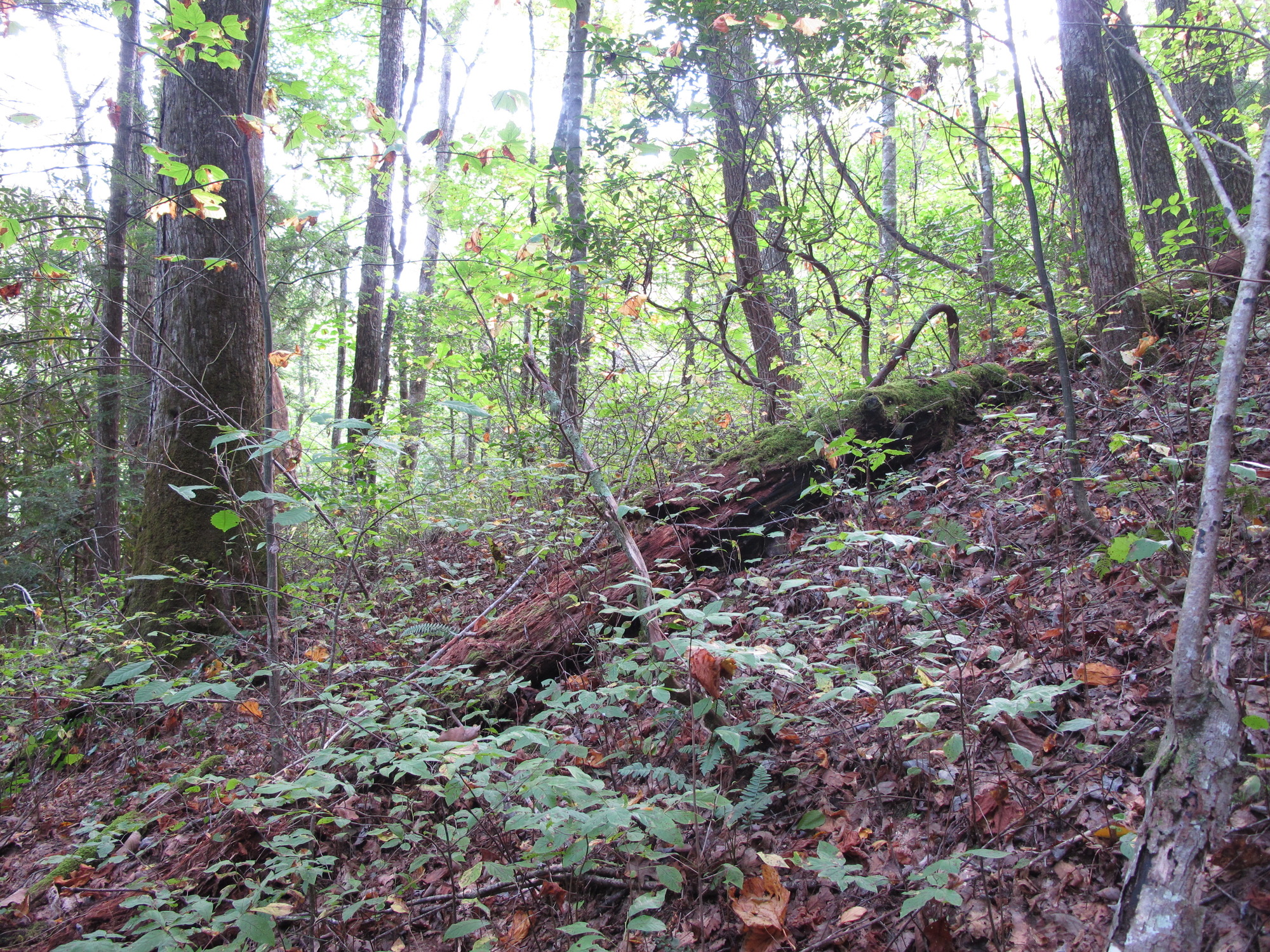 GRSM Accuracy Assessment. Plot Code: GRSM_AA_0562_3